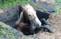 В Ровненской области спасатели достали провалившуюся в яму лошадь