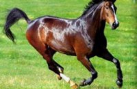 В днепропетровской конно-спортивной школе пройдут бесплатные уроки верховой езды 