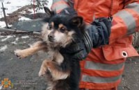 В Магдалиновке щенок оказался в ловушке: на помощь пришли спасатели ГСЧС (ФОТО)