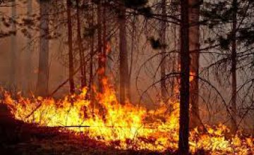 ​С начала года в Днепропетровской области произошло более 50 лесных пожаров