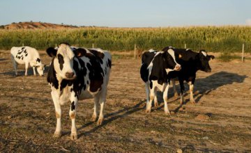 ​Кабмин выделит 4 млрд грн на поддержку животноводства