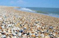 Шторм на Азовском море отрезал от суши 6 баз отдыха 