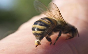 Первая помощь при укусе пчелы или осы (ПОЛЕЗНО)