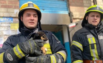 Вытащили из подвала и дали кров над головой: спасатели в Днепре помогли щенку