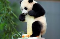 Китайцу, которого укусила панда, выплатили более $80 тыс