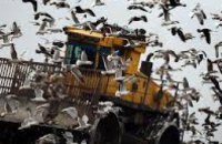 Днепропетровск из-за многочисленных свалок заполонили чайки-хохотуньи 