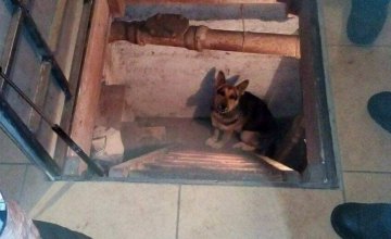 В Днепре щенок провалился в подвал частного дома