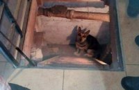 В Днепре щенок провалился в подвал частного дома