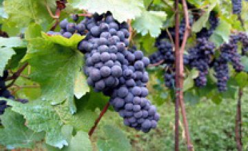 В виноградарских регионах Украины 25% виноградников замерзли, - АВВУ