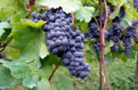 В виноградарских регионах Украины 25% виноградников замерзли, - АВВУ