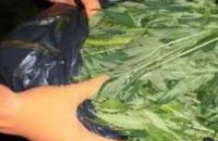В Днепропетровской области правоохранители задержали мужчину с 15 кг марихуаны