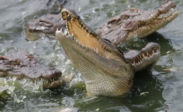 В Индонезии появится тюрьма, которую будут охранять крокодилы