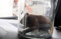 Жила в отверстии под розеткой: в квартире АНД района поселилась летучая мышь