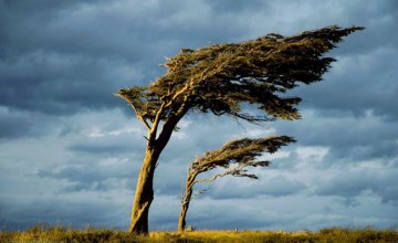 ГСЧС предупреждает жителей Днепропетровщины о сильных порывах ветра