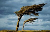 ГСЧС предупреждает жителей Днепропетровщины о сильных порывах ветра