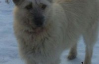 Онлайн-база потерянных животных в Днепре: собаки ищут хозяев (ФОТО)