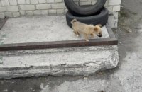 В Днепре спасли щенка, упавшего в глубокую яму (ФОТО)