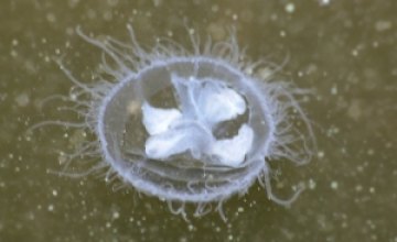 Стали известны причины появления медуз в Днепре 