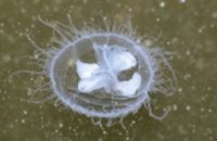 Стали известны причины появления медуз в Днепре 