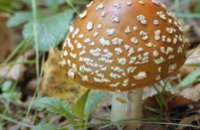 В Днепропетровской области от отравления грибами умер человек