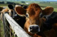 В Днепропетровской области продолжаются выплаты дотаций хозяевам, которые содержат молодняк крупного рогатого скота