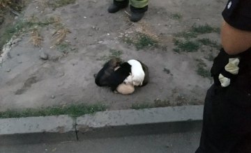 В Днепре спасли щенков, которые провалились в полутораметровую яму