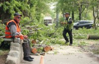 «Видаляємо тільки ті дерева, що є аварійними», — представниця департаменту гуманітарної політики Дніпра