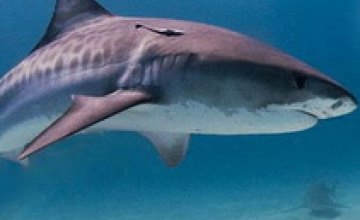 Возле мыса Тарханкут, возможно, завелась акула-людоед (ФОТО)