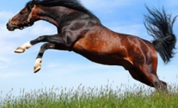 В Днепропетровской области конь убил работника конезавода
