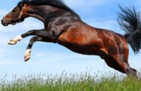В Днепропетровской области конь убил работника конезавода