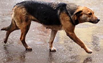 В Никополе бешеная собака покусала 7 человек
