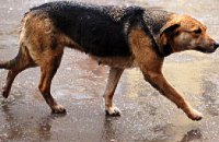 В Никополе бешеная собака покусала 7 человек