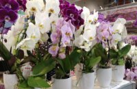 Сегодня в центре Днепра орхидеи отдают за бесценок, чтобы помочь сиротам из Верхнеднепровска