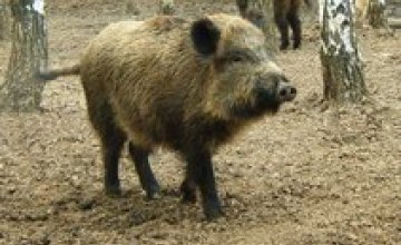 В Киевской области из-за вспышки чумы сожгли 37 тыс свиней