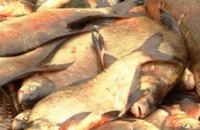 В Днепропетровской области существует вероятность замора рыбы на малых водоемах, - эксперт