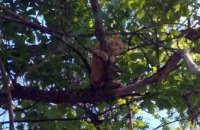 В Желтых Водах спасатели помогли кошке спуститься с дерева (ФОТО)