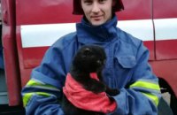 В Днепропетровской области спасли кошку, просидевшую трое суток на крыше дома (ФОТО)