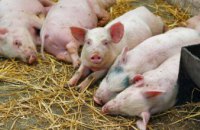 В Днепропетровской области зафиксирована новая вспышка африканской чумы свиней