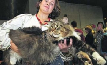 В Украине выбрали самого большого кота (ФОТО)