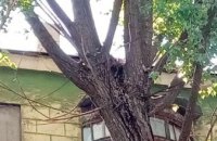 В Днепре спасли кота, который пять суток просидел на дереве (ВИДЕО)