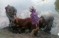В Днепродзержинске МЧСники спасали корову, застрявшую в пруду