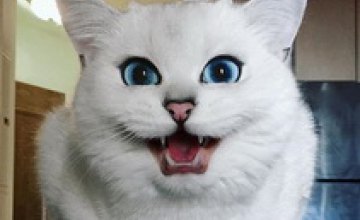 Кот с мультяшными глазами набирает популяность в Сети