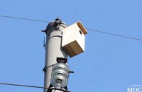 ДТЭК Днепровские электросети установили на электроопорах искусственные гнезда для защиты редких голубей-клинтухов