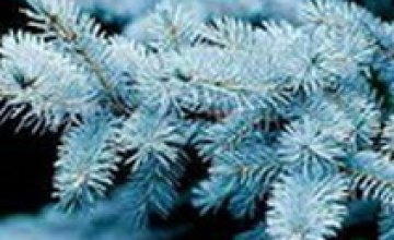 На Новый год советуют устанавливать голубые елки