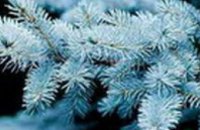На Новый год советуют устанавливать голубые елки