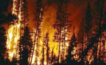 В районе Днепродзержинска горел хвойный лес