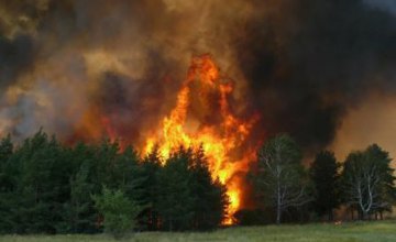 Жительница Днепропетровщины, убирая у себя во дворе, случайно сожгла 90 га леса