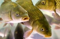 За 2019 год рыбхозу Днепропетровщины браконьеры нанесли около 1 млн грн убытков