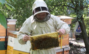 Днепровский пчеловод-предприниматель стал бизнес-наставником в новом проекте Центра поддержки малого и среднего бизнеса 