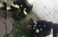 В Днепре щенки упали в уличный туалет (ФОТО)